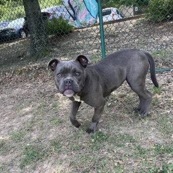 Calypso 26-041 -  American Staffordshire Terrier and Mixed Breed Dog for Adoption in Little Rock, Arkansas - Calypso 26-041 | PetCurious