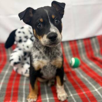 Cattle Dog Dogs Available for Adoption in Houston, Texas - Maddox | PetCurious