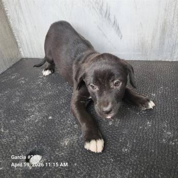 American Staffordshire Terrier Dogs Available for Adoption in San Antonio, Texas - MANNY | PetCurious