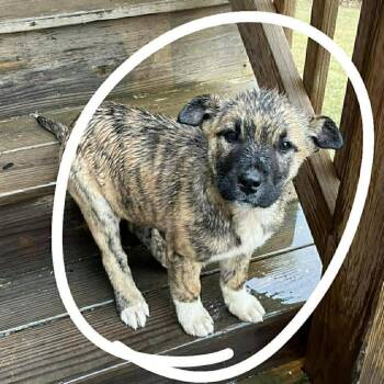 Mixed Breed Dogs Available for Adoption in Fredericksburg, Virginia - Zanphia | PetCurious