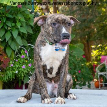 Beetlejuice -  Pit Bull Terrier Dog for Adoption in Wake Forest, North Carolina - Beetlejuice | PetCurious