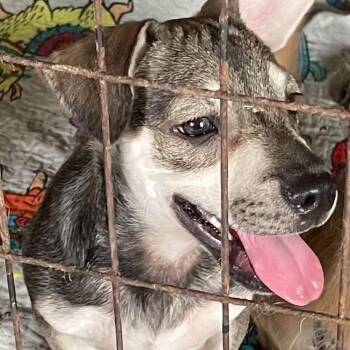 Liam -  Schnauzer and Mixed Breed Dog for Adoption in Calverton, New York - Liam | PetCurious