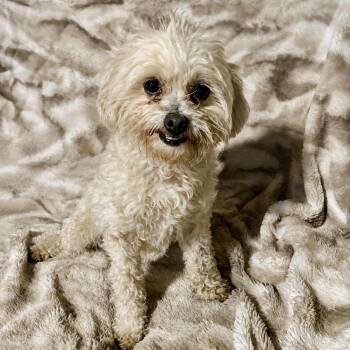 Best Friend -  Maltipoo Dog for Adoption in Pelham, New Hampshire - Best Friend | PetCurious