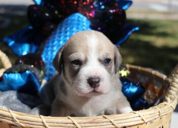 Rescue Mixed Breed Dogs for Adoption in Pflugerville, Texas - Topaz | PetCurious