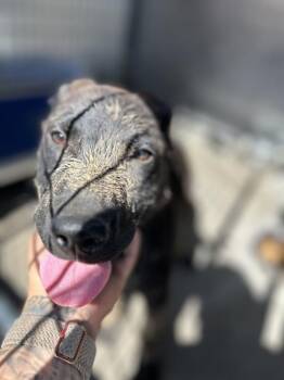 Ranger -  Labrador Retriever Dog for Adoption in Victorville, California - Ranger | PetCurious