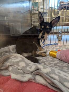 Dachshund and Schnauzer Dogs Available for Adoption - Emma Grace | PetCurious