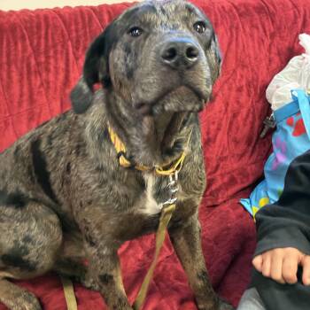 Hercules -  Golden Retriever and French Bulldog Dog for Adoption in Indiana, Pennsylvania - Hercules | PetCurious