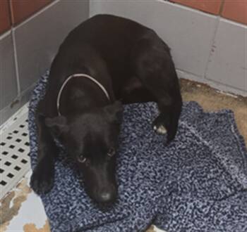 Rescue Husky and Mixed Breed Dogs for Adoption in Houston, Texas - JET | PetCurious