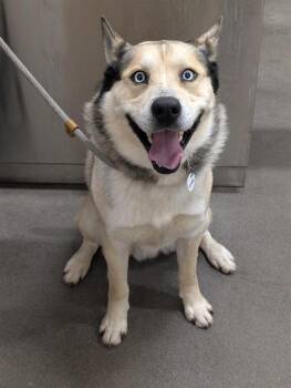 Siberian Husky Dogs Available for Adoption - VINCENT | PetCurious
