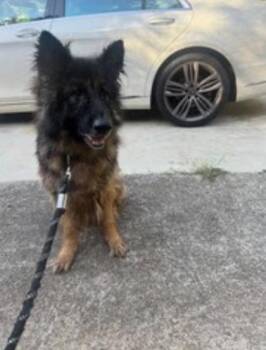 Ceasar -  German Shepherd Dog and Mixed Breed Dog for Adoption in Atlanta, Georgia - Ceasar | PetCurious