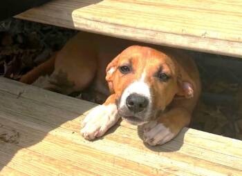 Hazel -  Labrador Retriever and Border Collie Dog for Adoption in North Olmsted, Ohio - Hazel | PetCurious