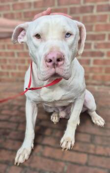 Rescue American Bully and American Staffordshire Terrier Dogs for Adoption in Alpharetta, Georgia - Norton | PetCurious