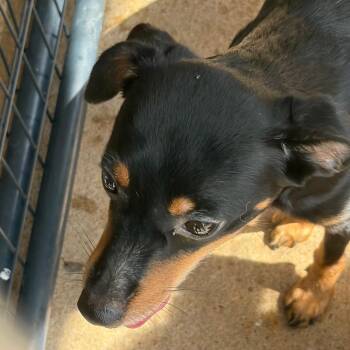 Angus -  Mixed Breed Dog for Adoption in Lake Jackson, Texas - Angus | PetCurious