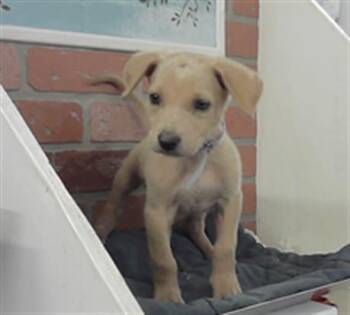 Labrador Retriever and Mixed Breed Dogs Available for Adoption in Houston, Texas - A2077974 | PetCurious