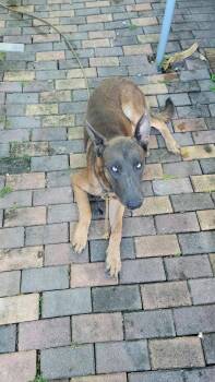 Rescue Belgian Shepherd Malinois Dogs for Adoption in Parrish, Florida - Slate | PetCurious