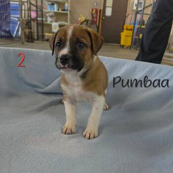 Pumbaa -  Pit Bull Terrier and Australian Shepherd Dog for Adoption in Parkersburg, West Virginia - Pumbaa | PetCurious