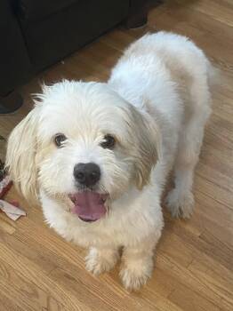 Sully -  Poodle and Terrier Dog for Adoption in Tonawanda, New York - Sully | PetCurious