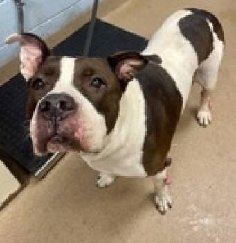 Rescue Mixed Breed Dogs for Adoption in Atlanta, Georgia - Zues (Hercules) | PetCurious