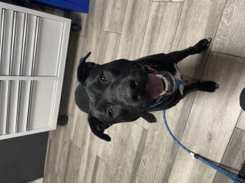 DANTE -  Labrador Retriever and Pit Bull Terrier Dog for Adoption in Redlands, California - DANTE | PetCurious