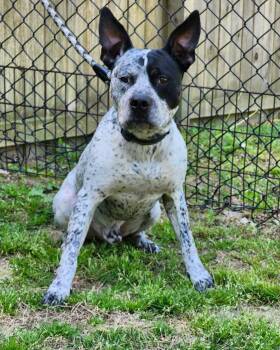 Ruger - coming soon -  Australian Cattle Dog Blue Heeler Dog for Adoption in Sheboygan, Wisconsin - Ruger - Coming Soon | PetCurious