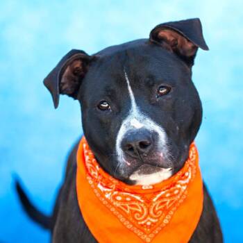 Gunther -  Pit Bull Terrier Dog for Adoption in Belleville, Illinois - Gunther | PetCurious