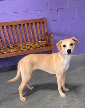 Labrador Retriever and Hound Dogs Available for Adoption - **ELIZABARK** | PetCurious