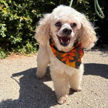 Jack -  Miniature Poodle Dog for Adoption in Goleta, California - Jack | PetCurious