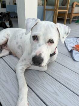 American Staffordshire Terrier and American Bulldog Dogs Available for Adoption - Ellie | PetCurious