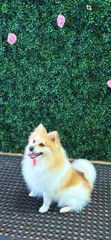 COBY-floofy red sable bff -  Pomeranian Dog Available for Adoption in Los Angeles, California - COBY-floofy Red Sable Bff | PetCurious