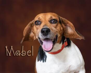 Mabel -  Beagle Dog for Adoption in Somerset, Pennsylvania - Mabel | PetCurious