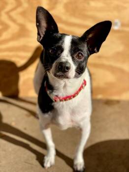 Festus -  Chihuahua and Mixed Breed Dog for Adoption in Urbandale, Iowa - Festus | PetCurious