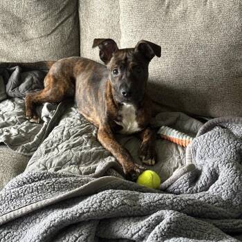 Mixed Breed Dogs Available for Adoption in Avon, Ohio - Buckeye | PetCurious