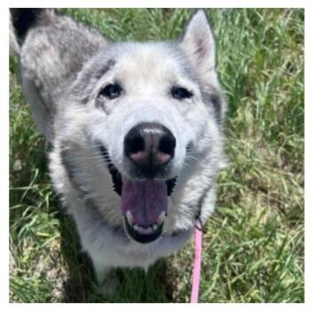 Blue -  Husky and Mixed Breed Dog for Adoption in Glenwood Springs, Colorado - Blue | PetCurious