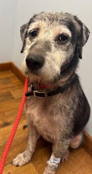 Junior #227 -  Terrier Dog for Adoption in New Lexington, Ohio - Junior #227 | PetCurious