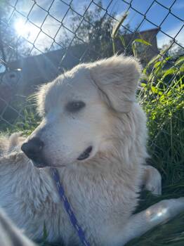 Great Pyrenees Dogs Available for Adoption - Ivy | PetCurious