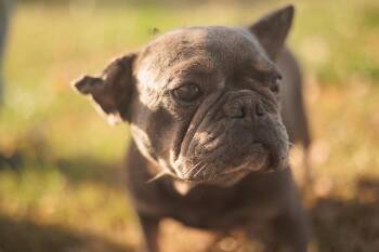 Rescue French Bulldog Dogs for Adoption in Gradyville, Kentucky - Sloane | PetCurious