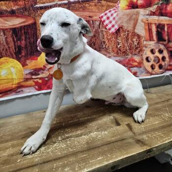 Rescue Jack Russell Terrier and Australian Cattle Dog Blue Heeler Dogs for Adoption in Normal, Illinois - Nick | PetCurious