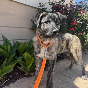 Anatolian Shepherd and Great Pyrenees Dogs Available for Adoption in Chickasha, Oklahoma - Thunder  | PetCurious