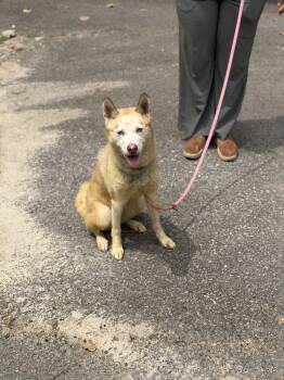 Snow -  Husky Dog for Adoption in Petersburg, Virginia - Snow | PetCurious