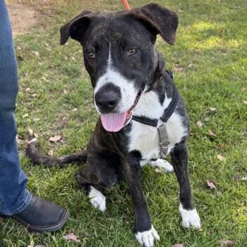 DUDLEY -  Boxer and Mixed Breed Dog for Adoption in Ontario, California - DUDLEY | PetCurious