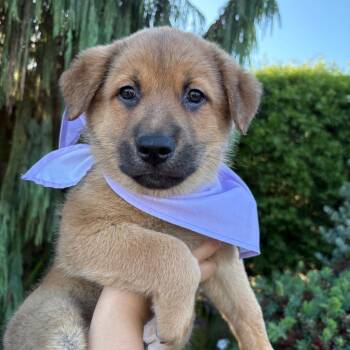 Shawn Hunter (90s sitcom litter) -  Shepherd Dog for Adoption in San Diego, California - Shawn Hunter (90s Sitcom Litter) | PetCurious