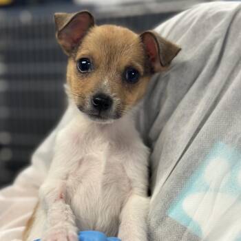 Chimkin -  Mixed Breed Dog for Adoption in Sarasota, Florida - Chimkin | PetCurious
