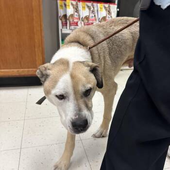Cooper -  Mixed Breed Dog for Adoption in Davenport, Iowa - Cooper | PetCurious