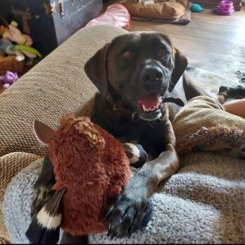 Rescue Black Labrador Retriever Dogs for Adoption in Lynchburg, Virginia - Winter | PetCurious