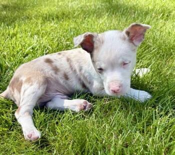 Chihuahua Dogs Available for Adoption in New Baltimore, Michigan - Dallas | PetCurious