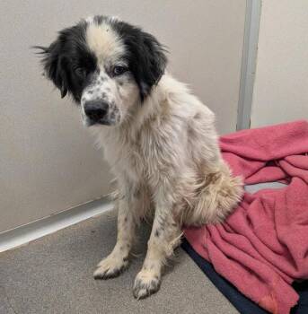 Suki -  Border Collie Dog for Adoption in Des Moines, Iowa - Suki | PetCurious
