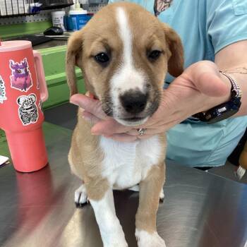 Lasso -  Retriever Dog for Adoption in Montgomery, Alabama - Lasso | PetCurious