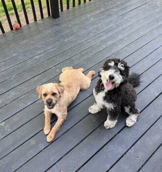 Poodle and English Bulldog Dogs Available for Adoption in Liverpool, New York - Doug | PetCurious