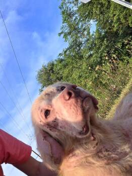 Dobby -  Mixed Breed Dog for Adoption in Rensselaer, Indiana - Dobby | PetCurious