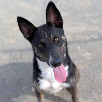 Perla* -  Australian Shepherd and Shepherd Dog for Adoption in San Gabriel, California - Perla* | PetCurious